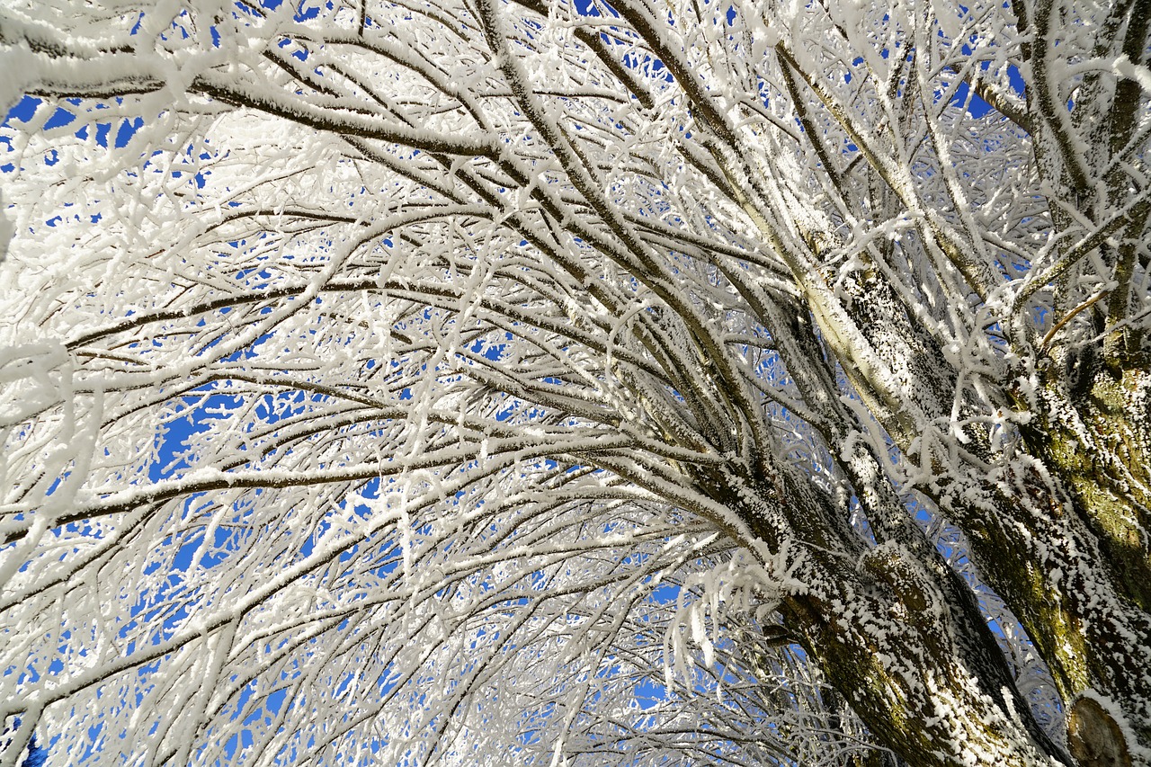 tree hoarfrost branch free photo