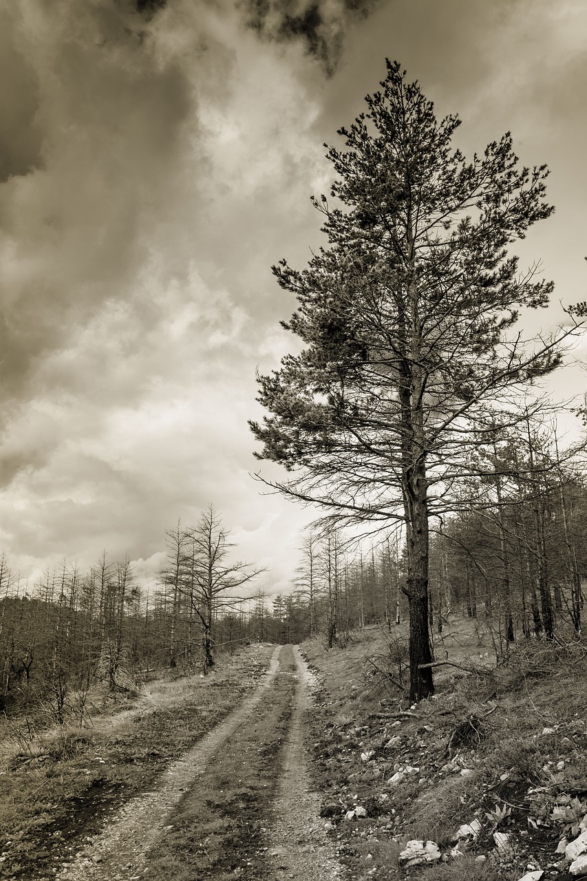 tree outdoor forest free photo