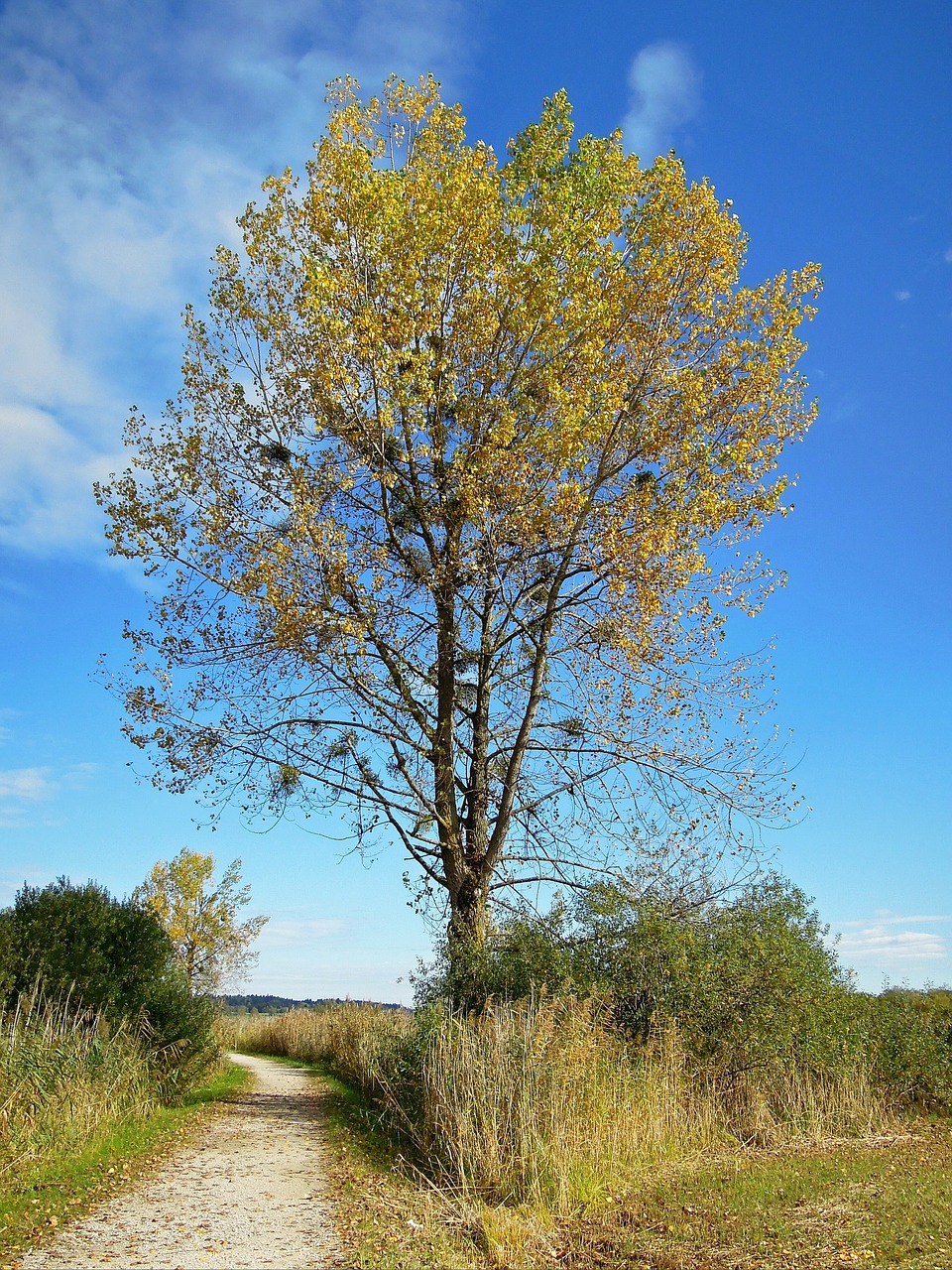 tree autumn golden free photo