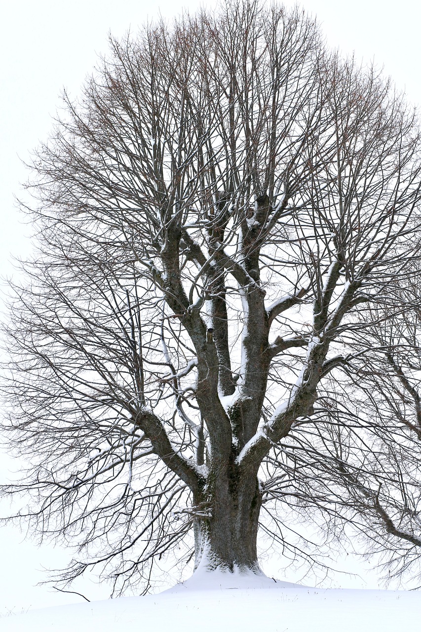 tree winter snow free photo