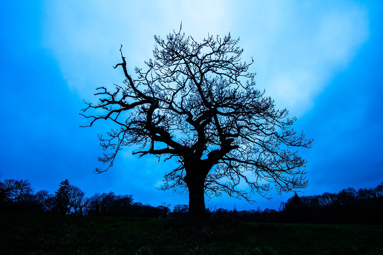 tree silhouette in the evening free photo