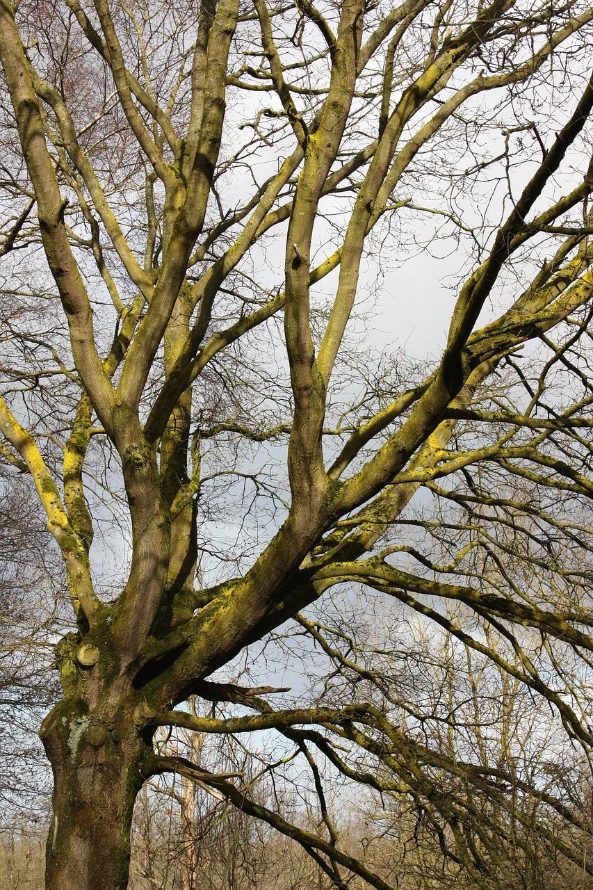 tree winter nature free photo