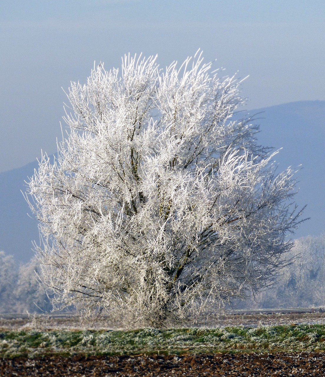 tree frozen winter free photo