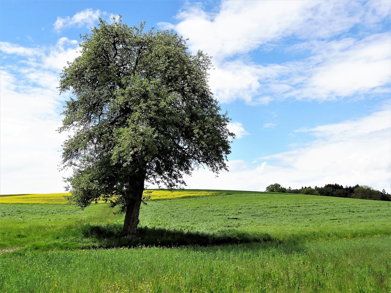 tree nature landscape free photo