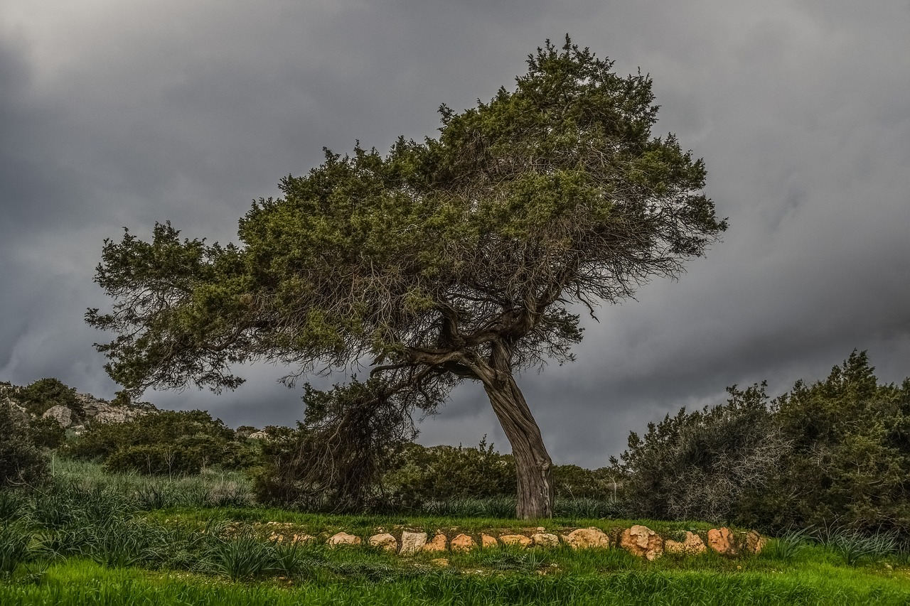 tree meadow landscape free photo