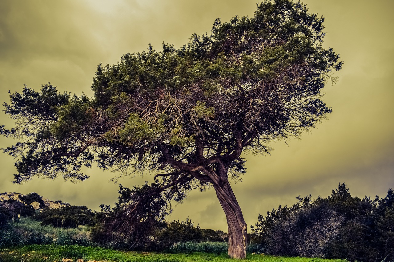 tree meadow nature free photo