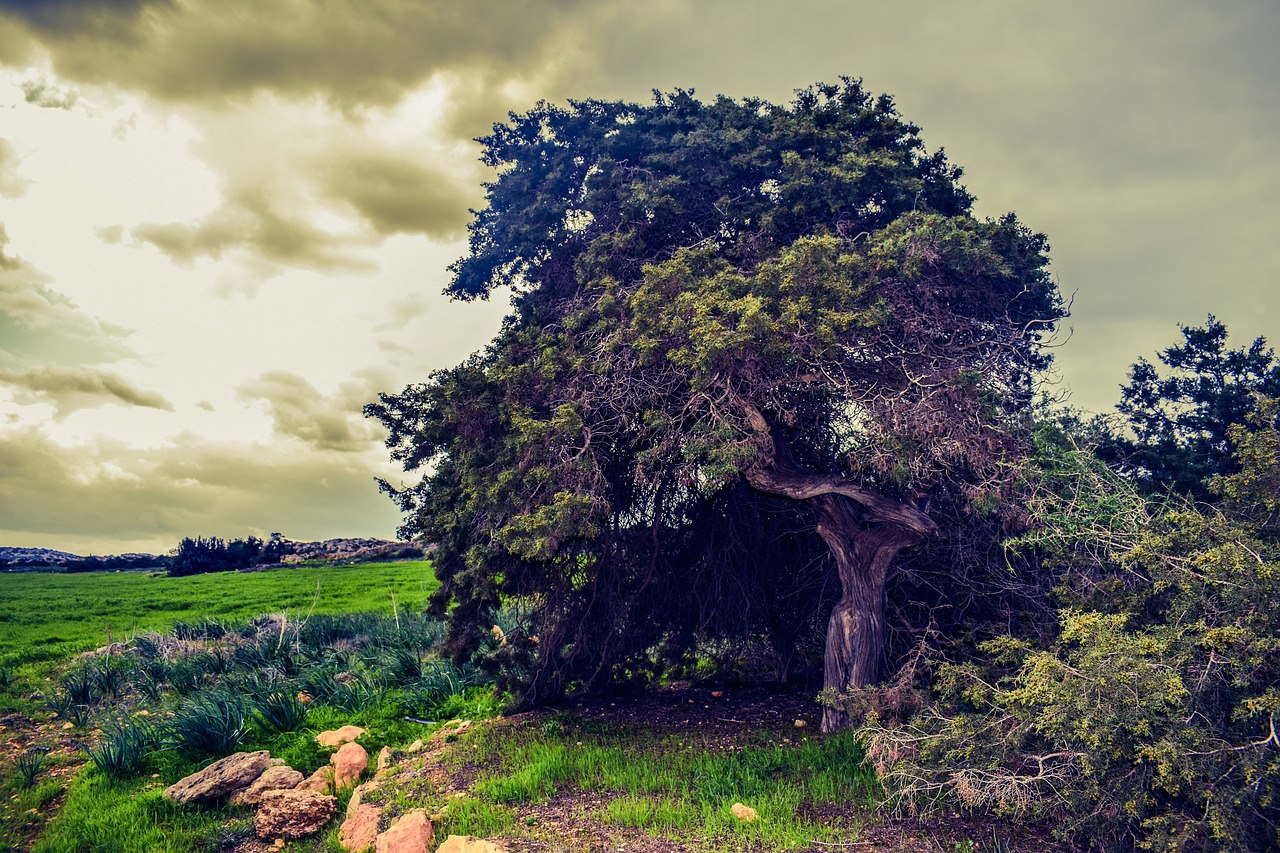 tree meadow landscape free photo