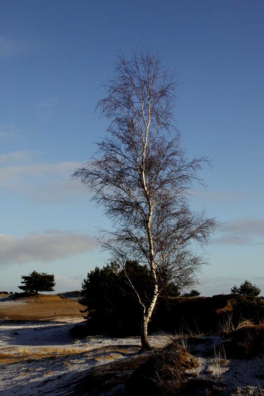 tree winter willow free photo