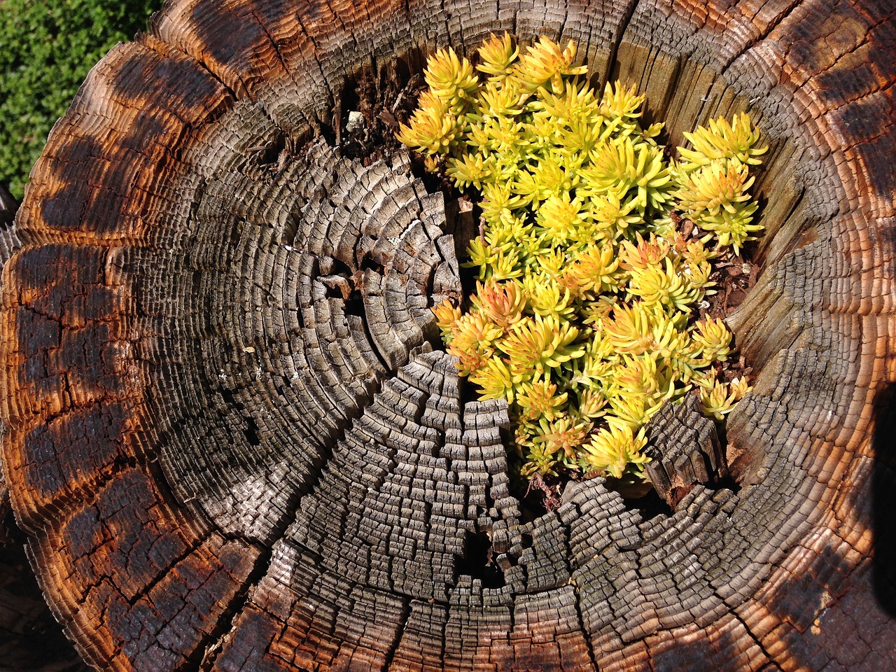 tree trunk log free photo