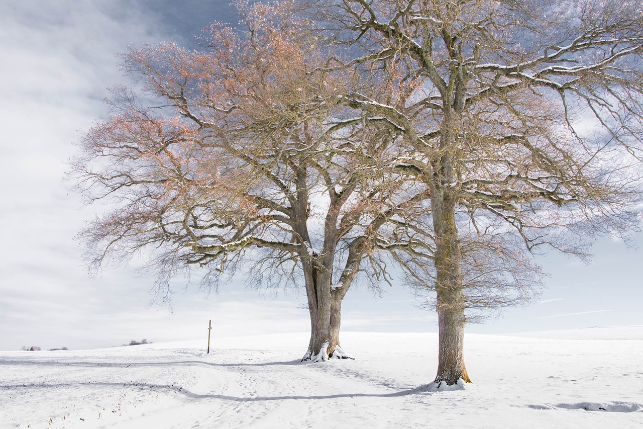 tree winter nature free photo