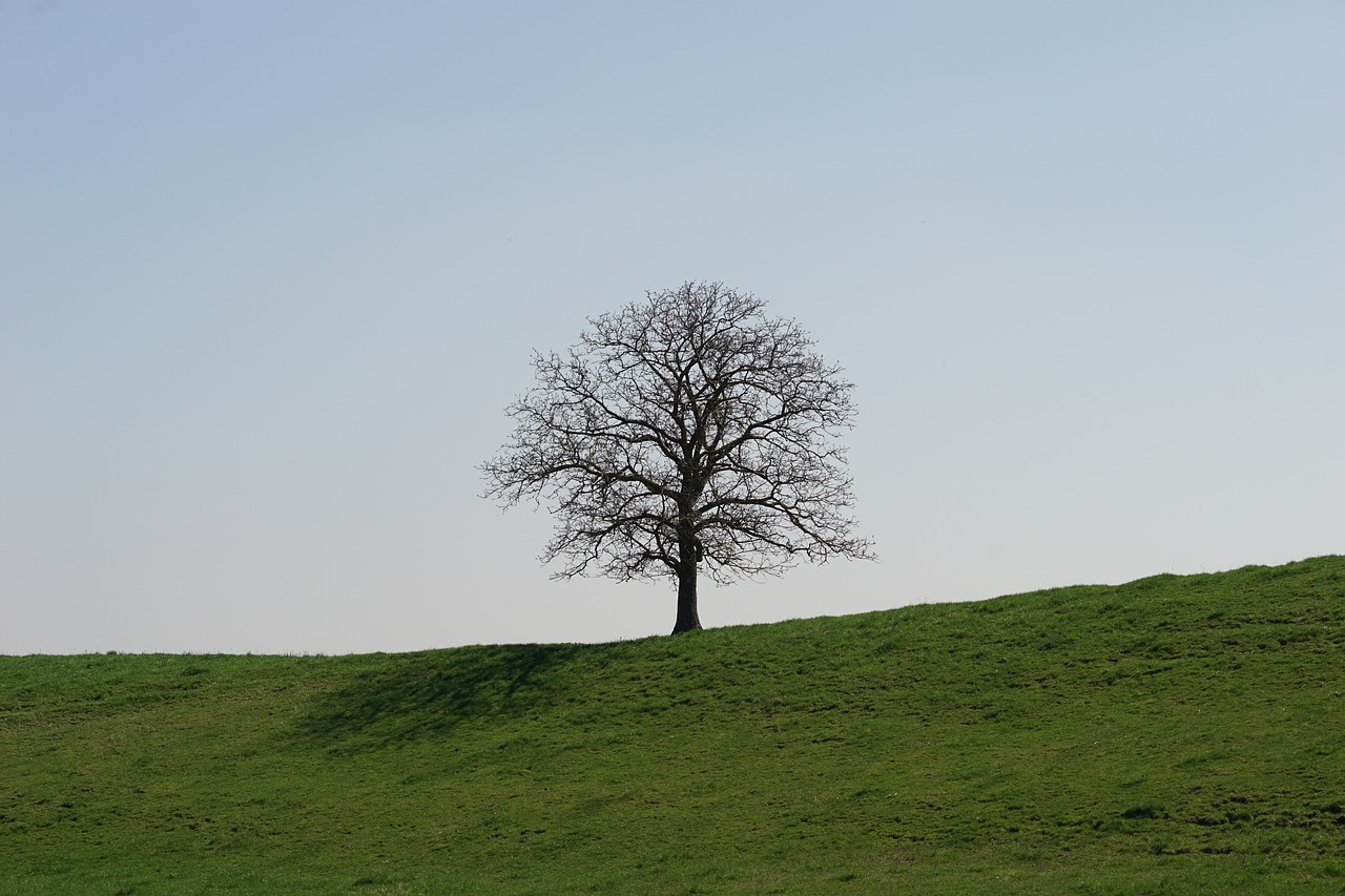 tree meadow blue sky free photo