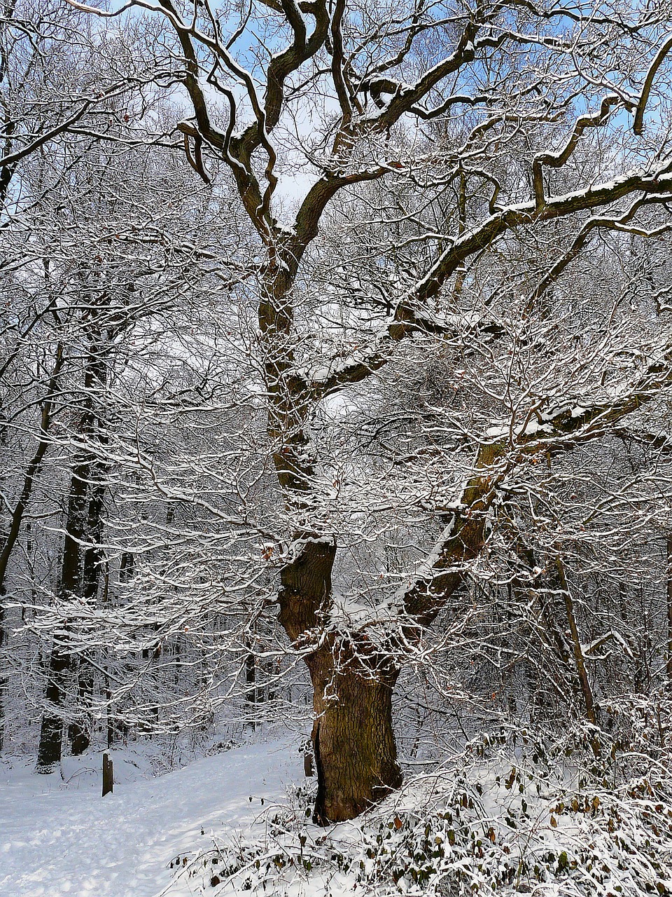 tree snow winter free photo