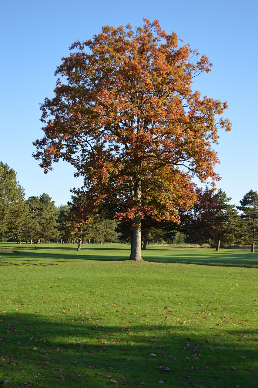 tree autumn landscape free photo