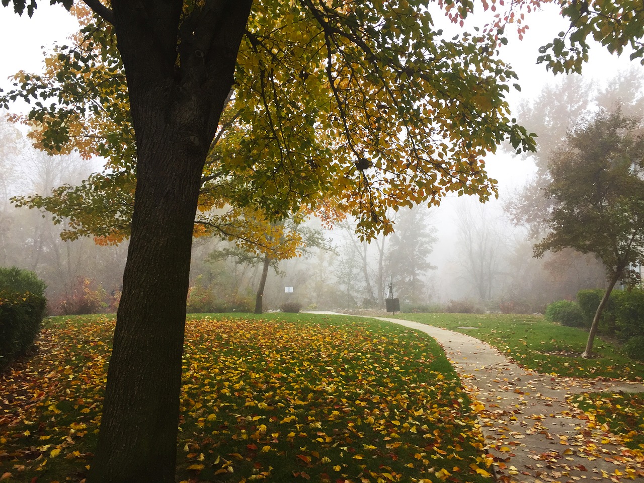 tree outdoor nature free photo