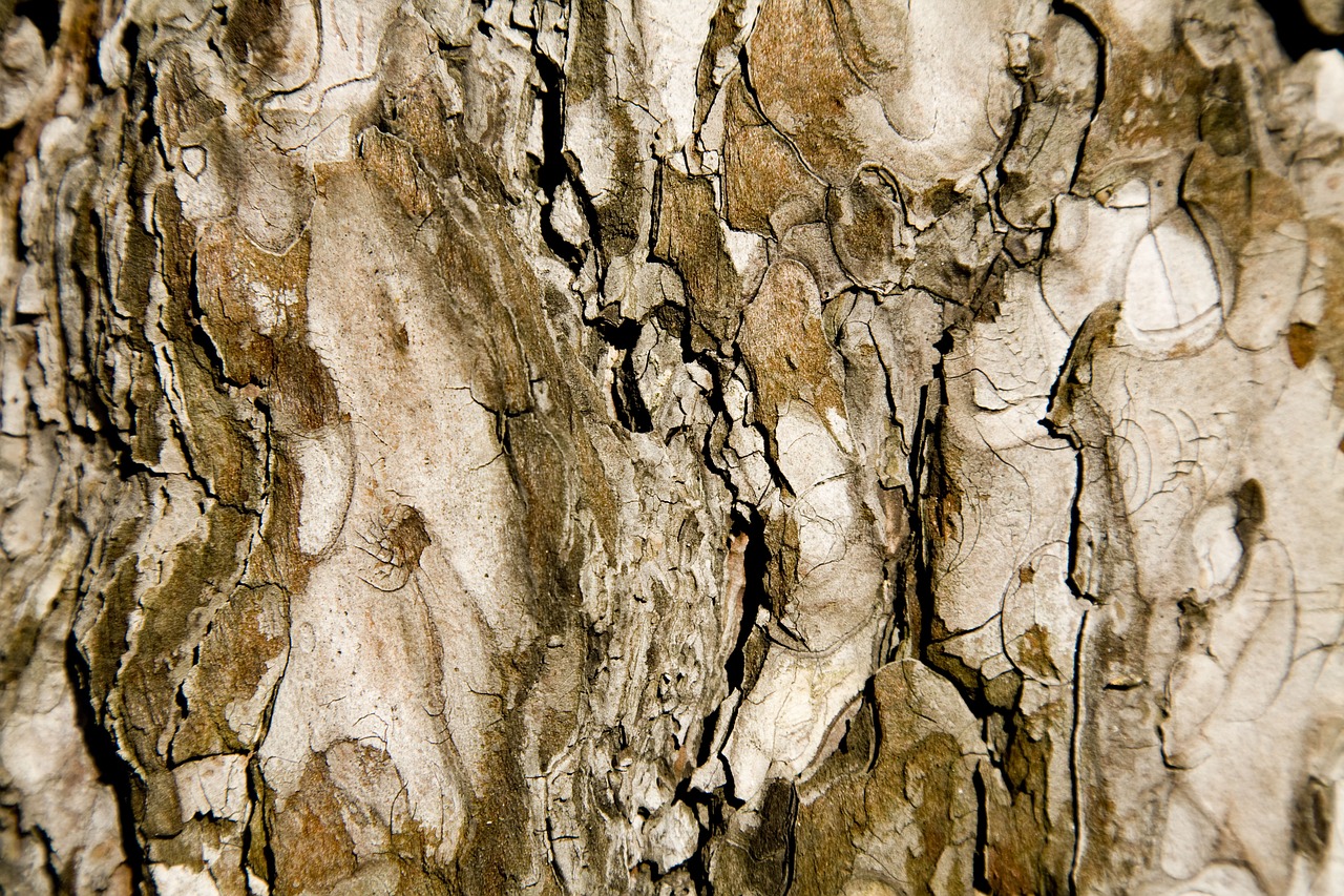 tree texture brown free photo