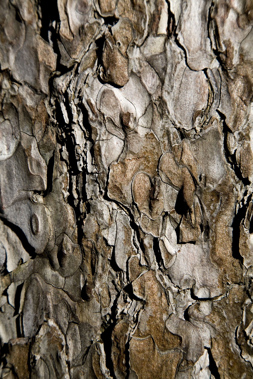 tree shell wood tissue free photo