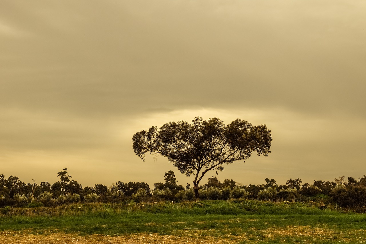 tree meadow landscape free photo