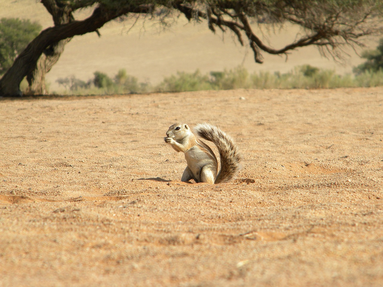 tree ground squirrel free photo