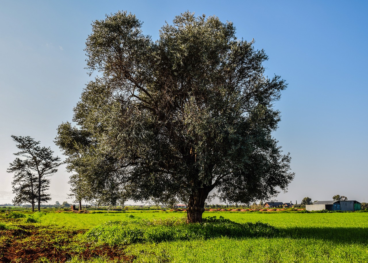 tree meadow landscape free photo