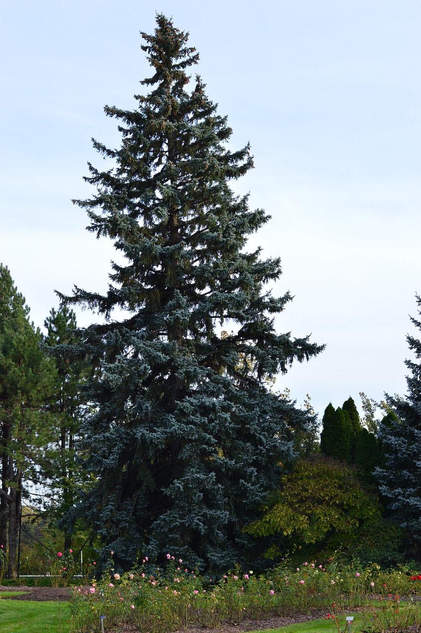 tree spruce evergreen free photo