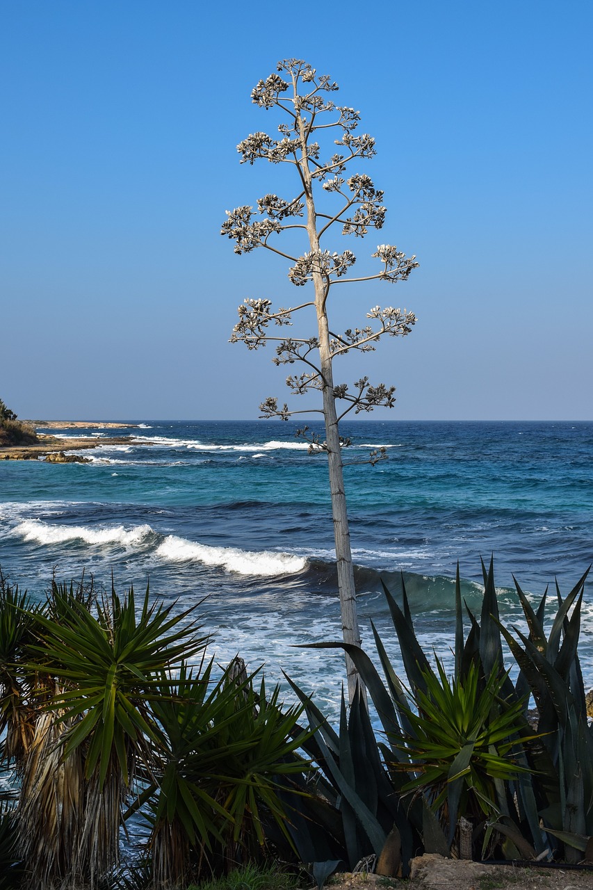 tree cactus sea free photo