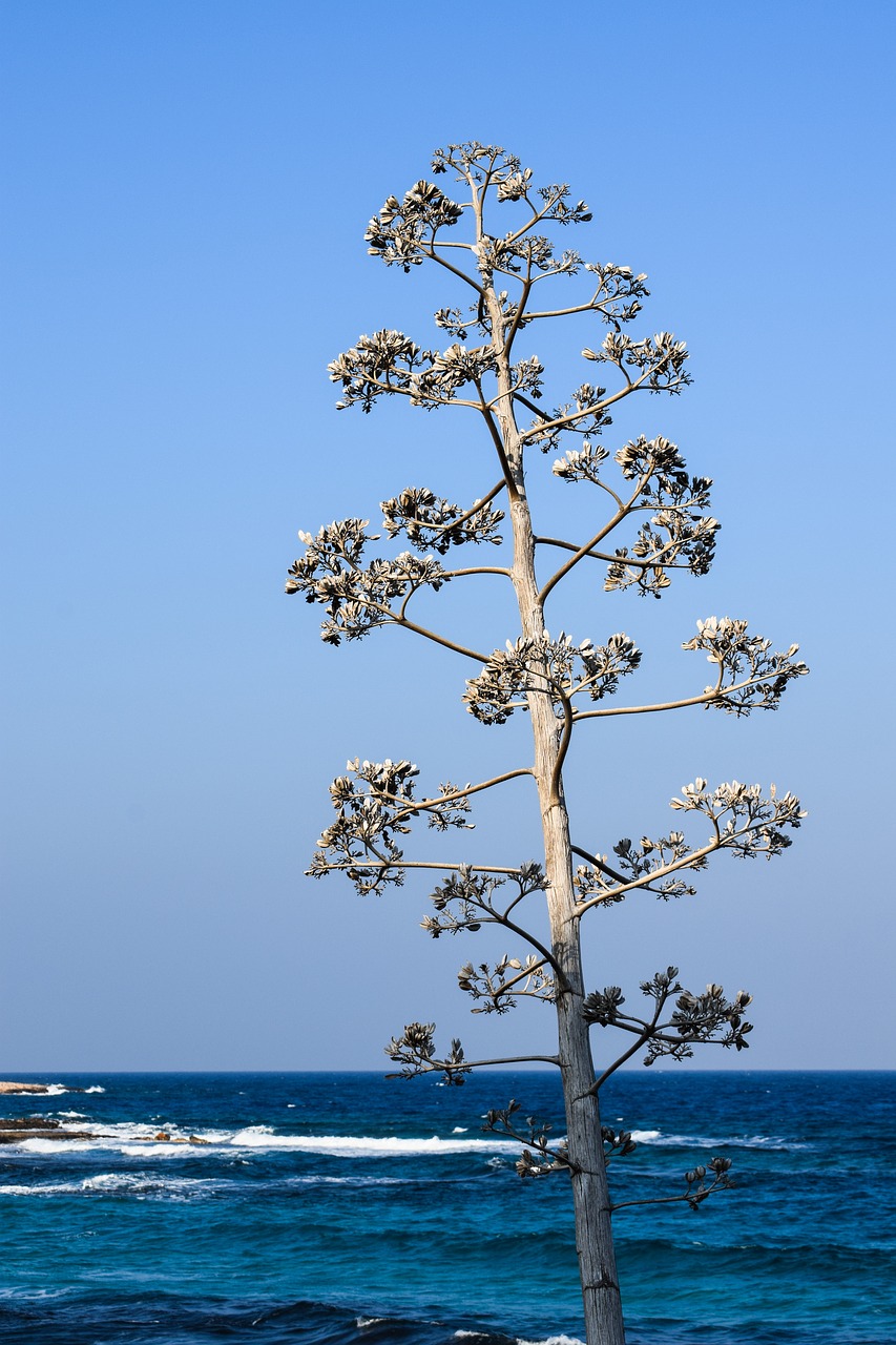 tree sea waves free photo