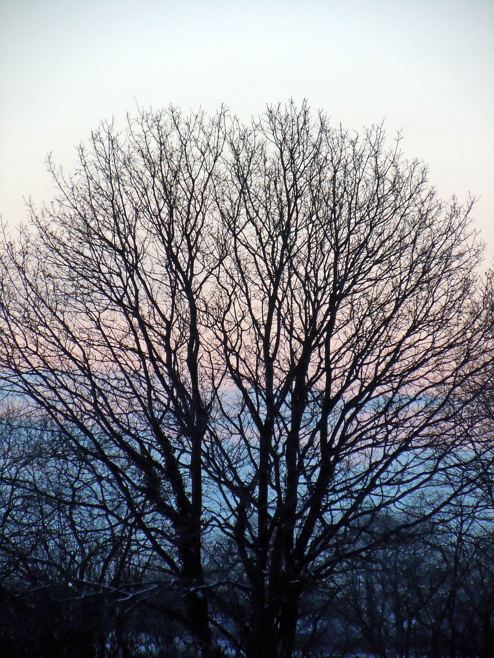 tree sunrise nature free photo