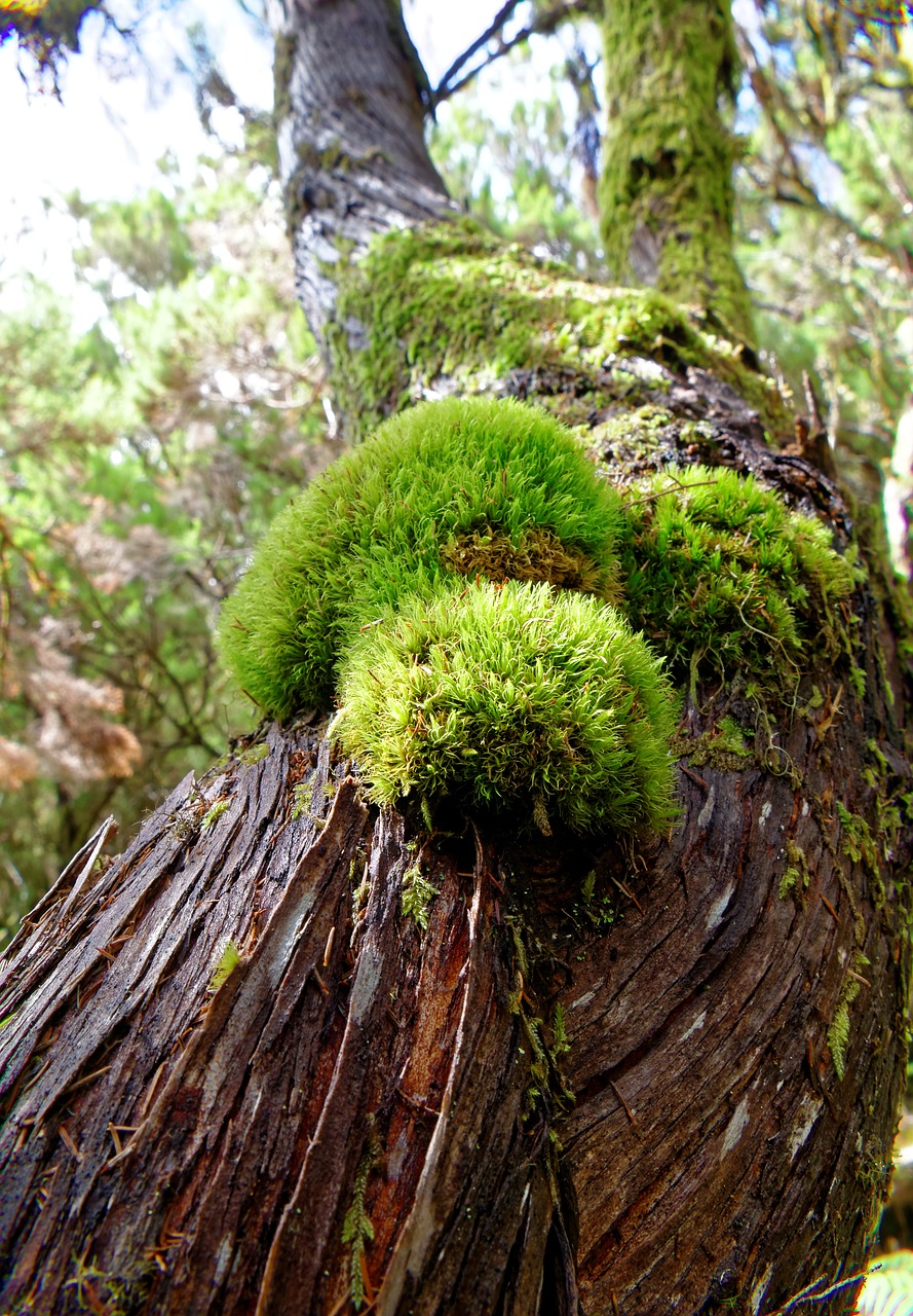 tree moss bark free photo