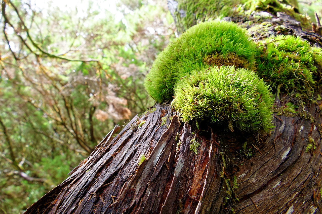 tree moss bark free photo