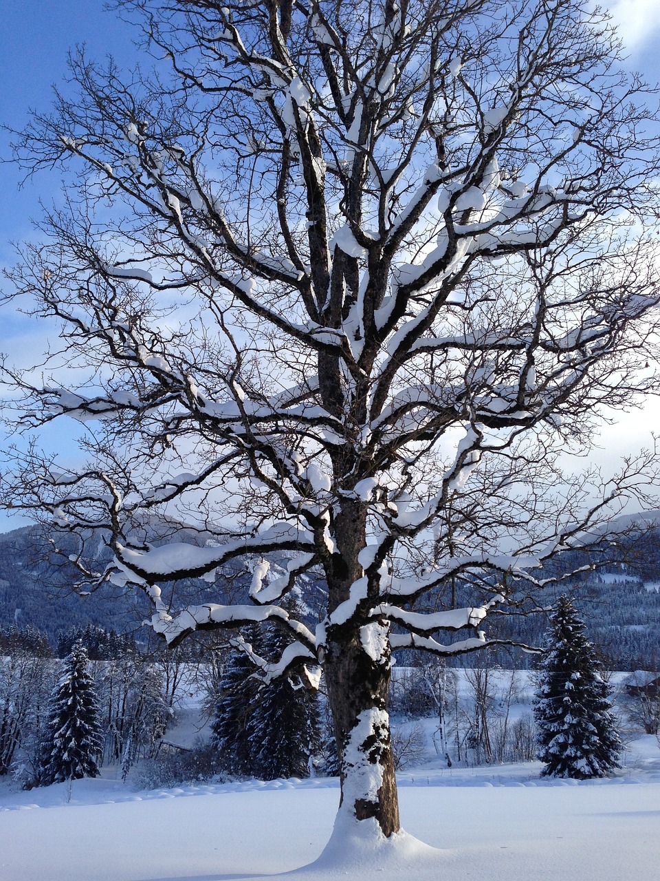 tree snow winter free photo