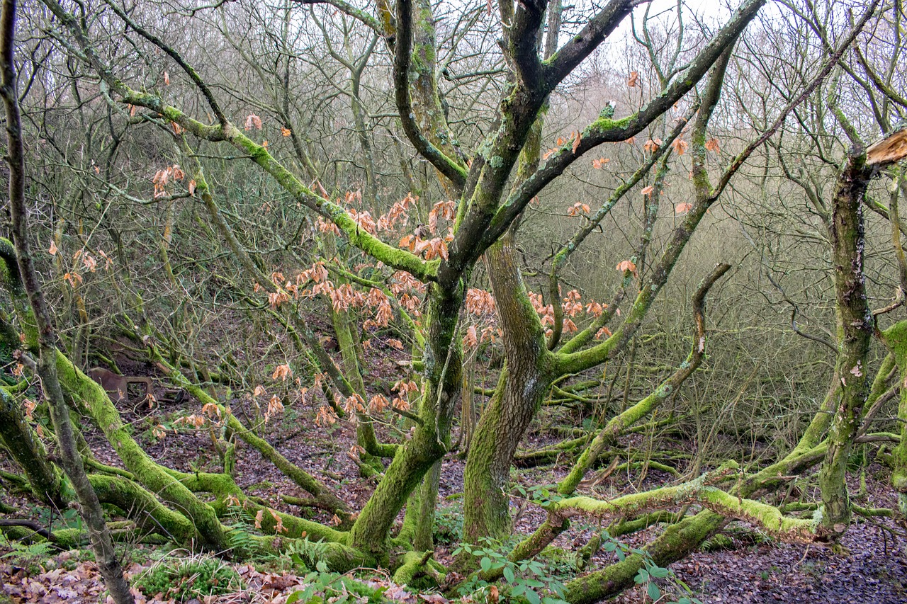 tree moss nature free photo