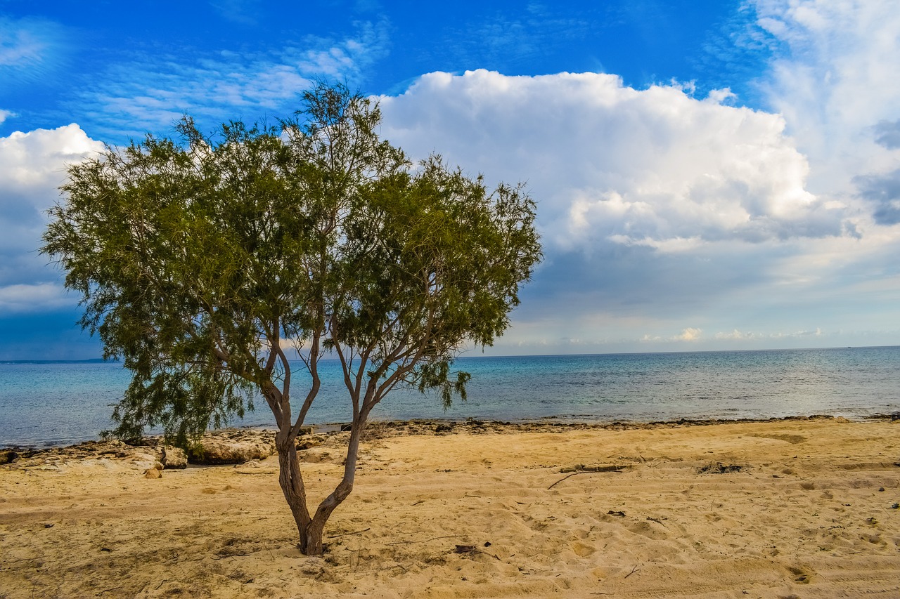 tree beach sea free photo