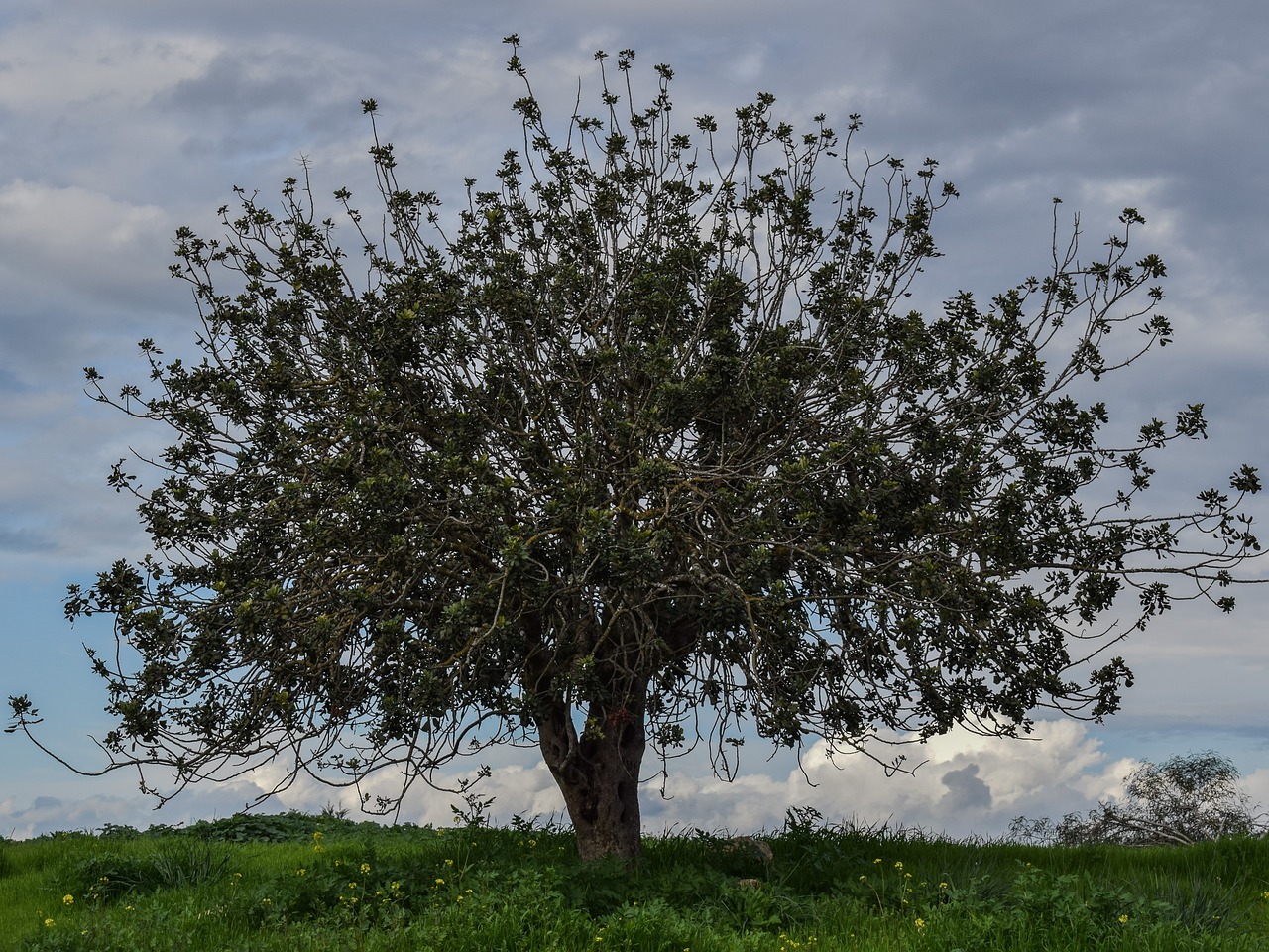 tree meadow landscape free photo