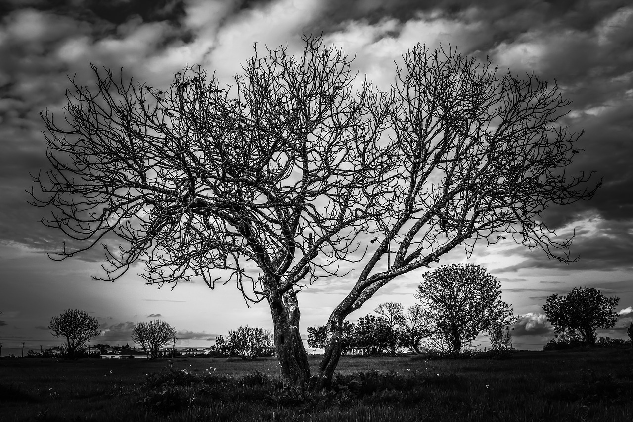 tree meadow landscape free photo