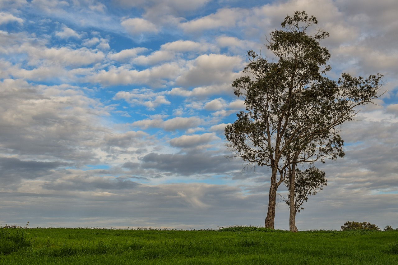 tree meadow landscape free photo