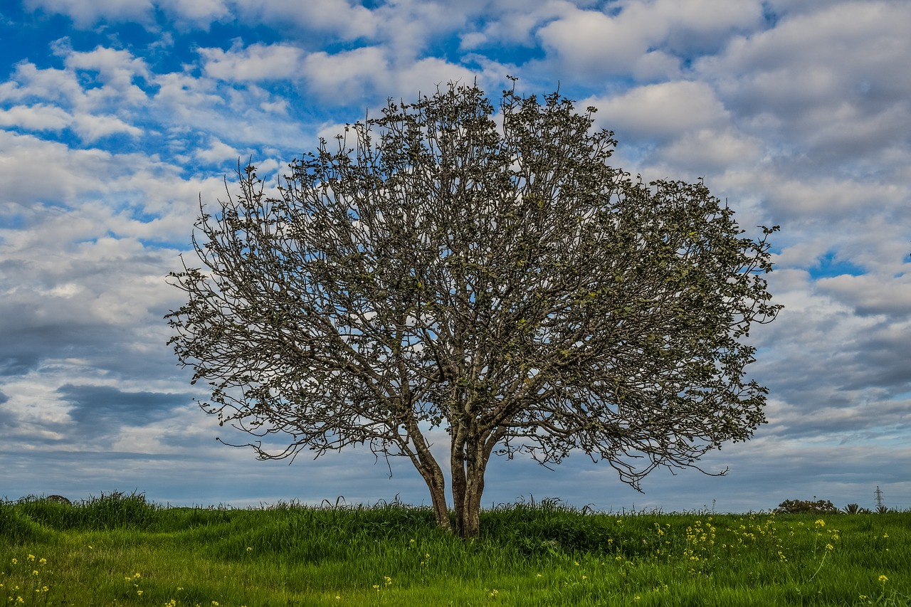 tree meadow landscape free photo