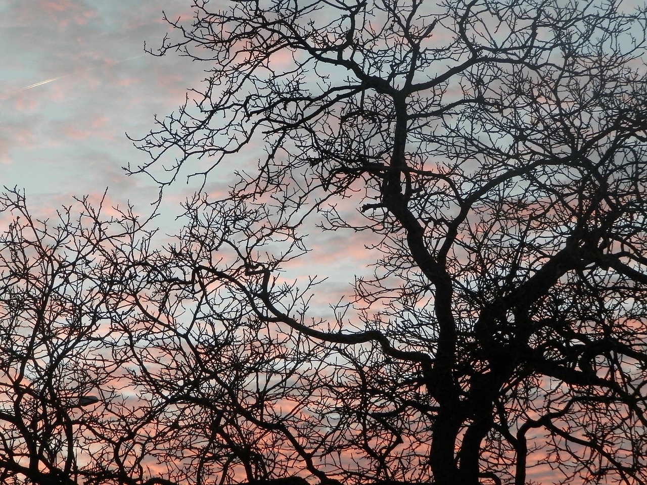 tree sky night free photo