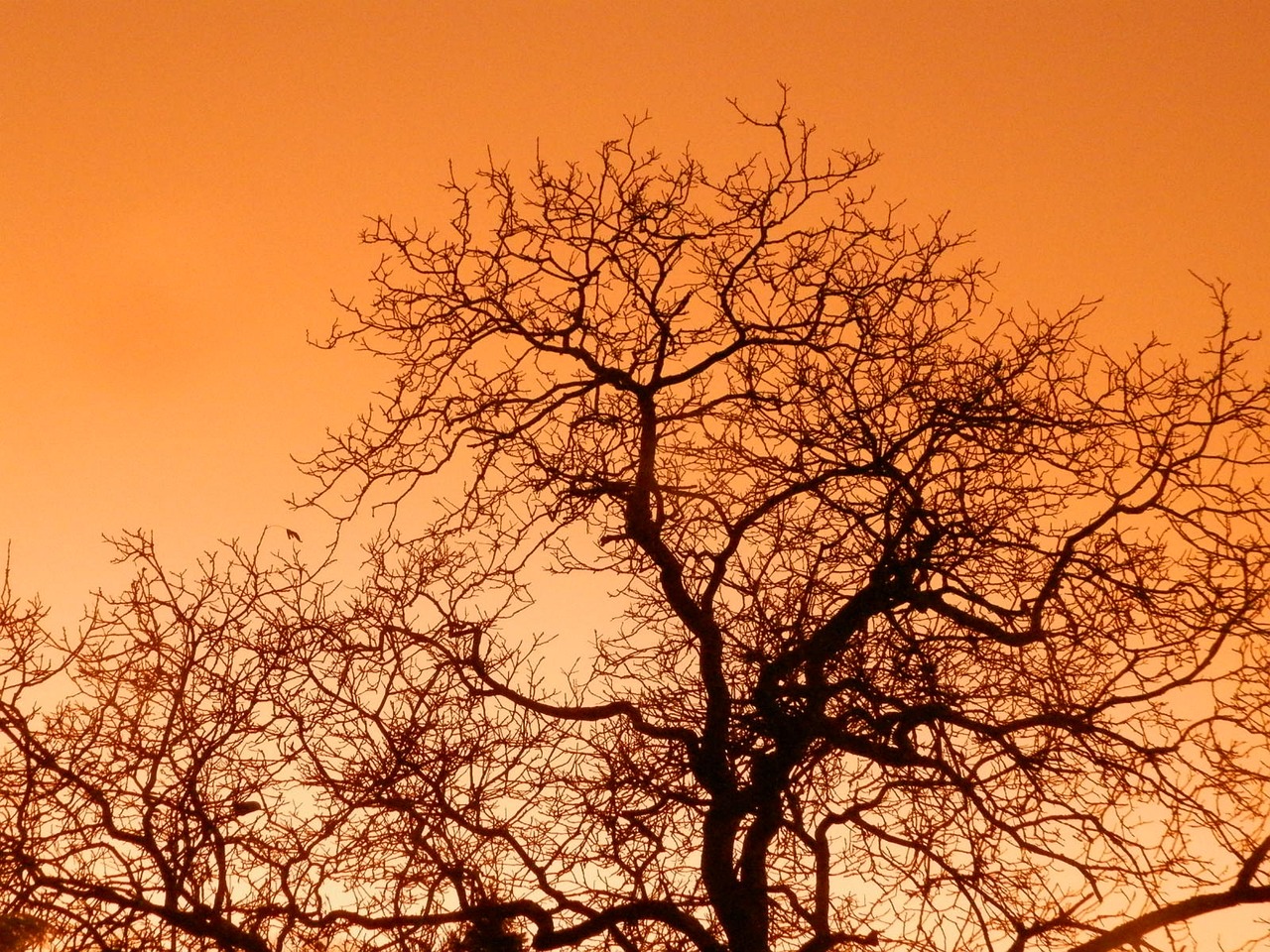 tree sky sunset free photo