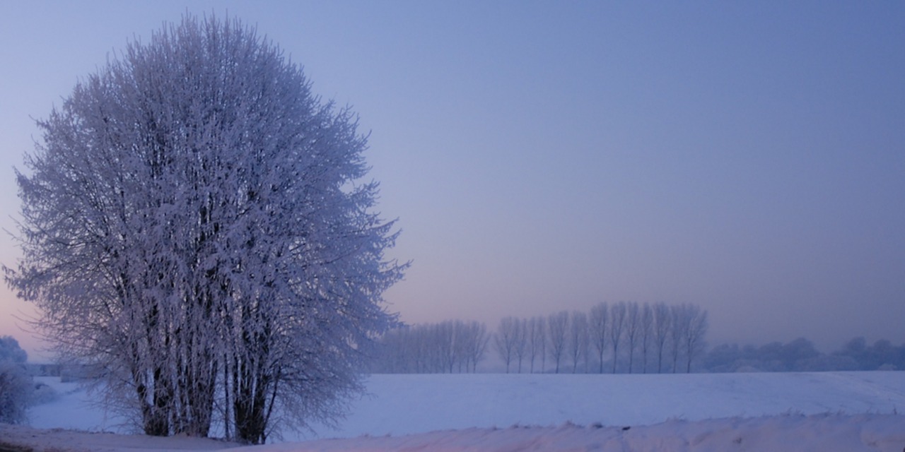 tree winter snow free photo