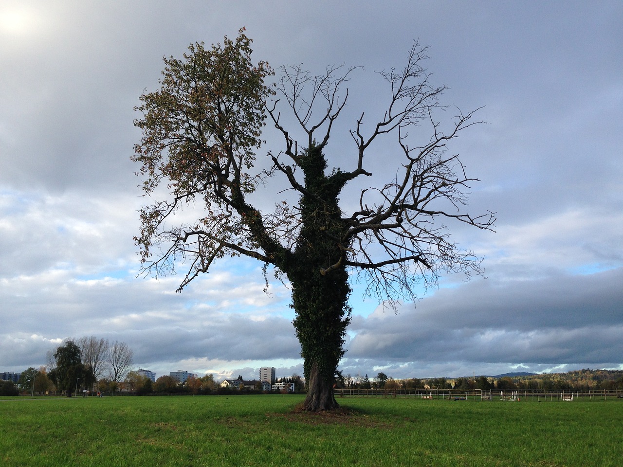 tree meadow grass free photo