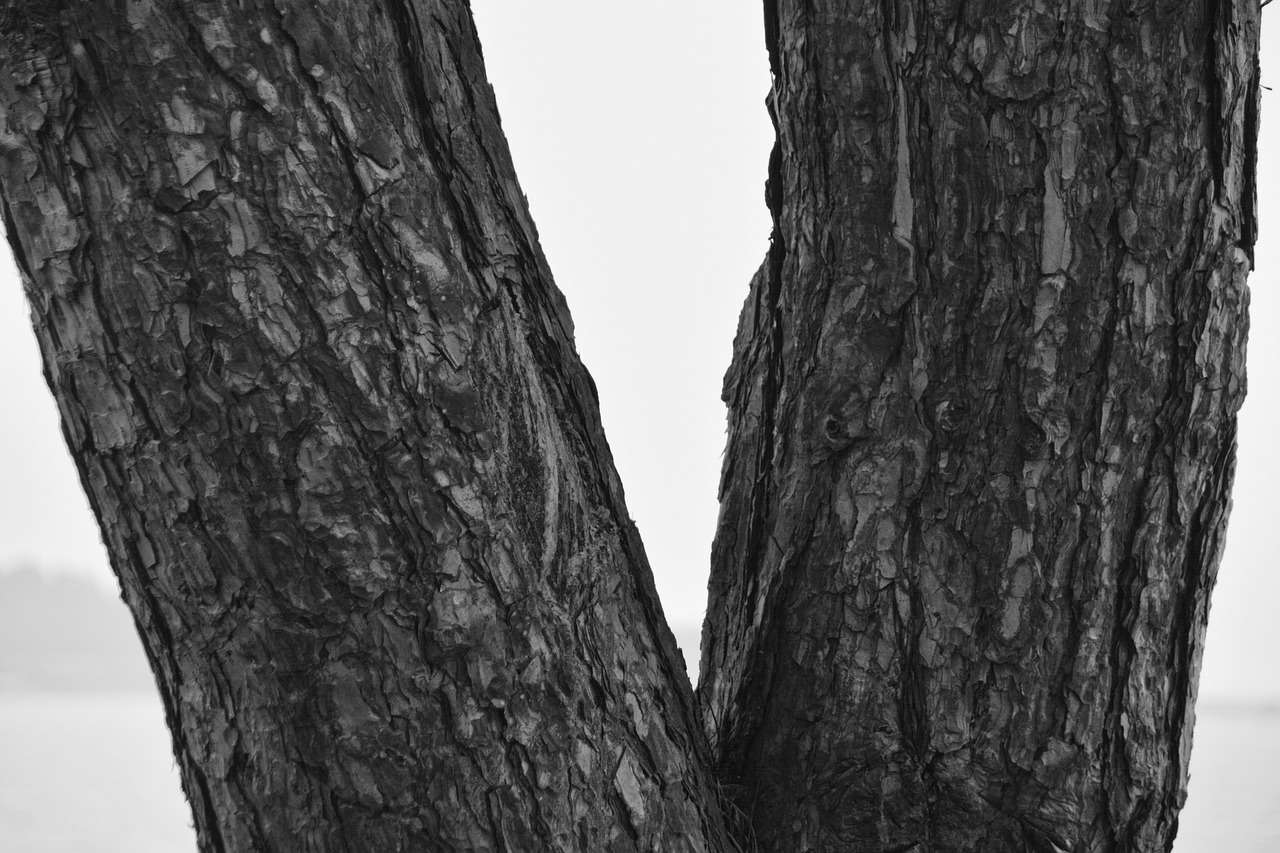 tree tree trunk nature free photo