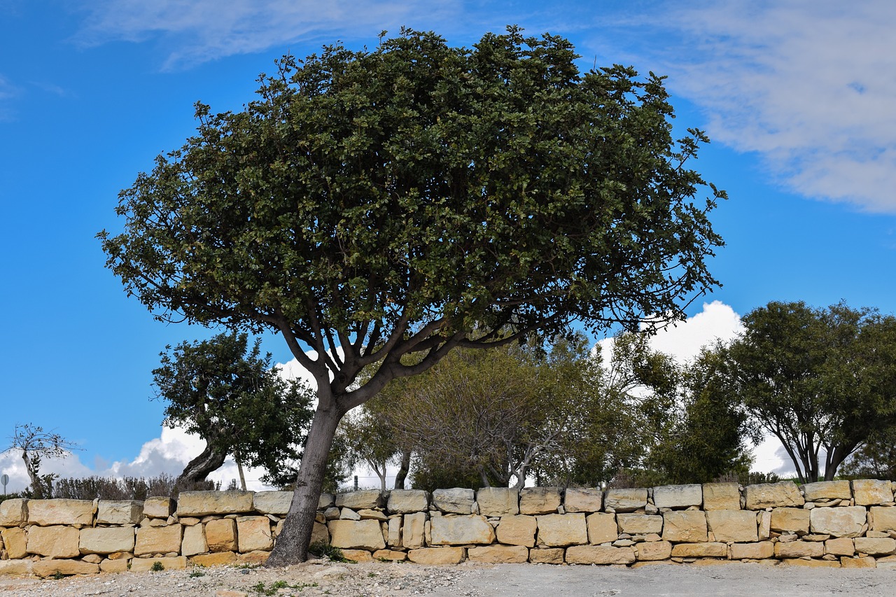 tree landscape mediterranean free photo