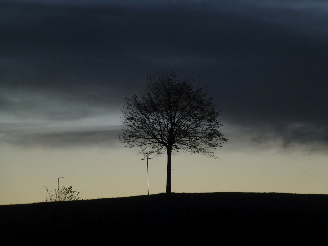 tree night landscape free photo