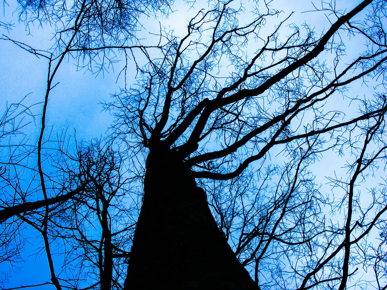 tree dead winter free photo