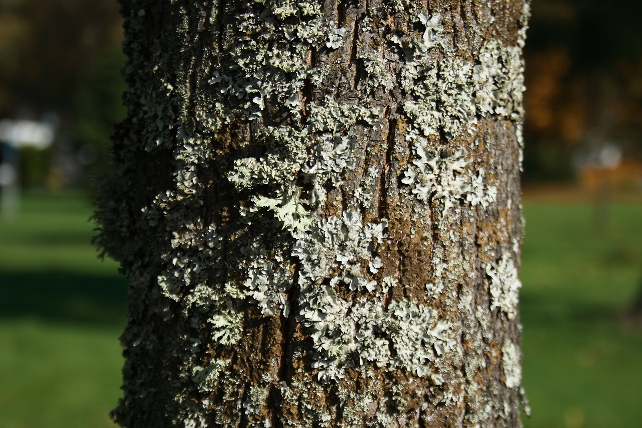 tree bark autumn free photo