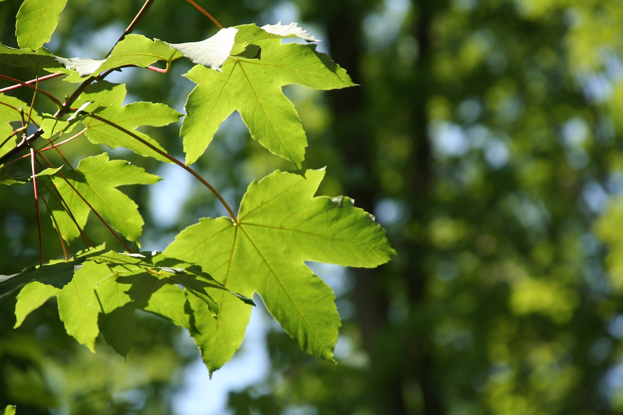 tree maple leaf free photo