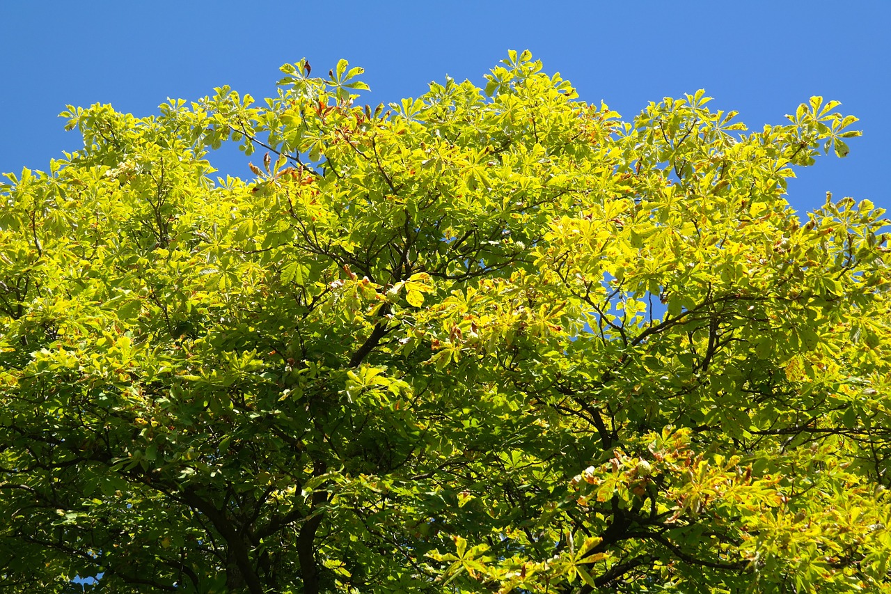 tree chestnut leaves free photo