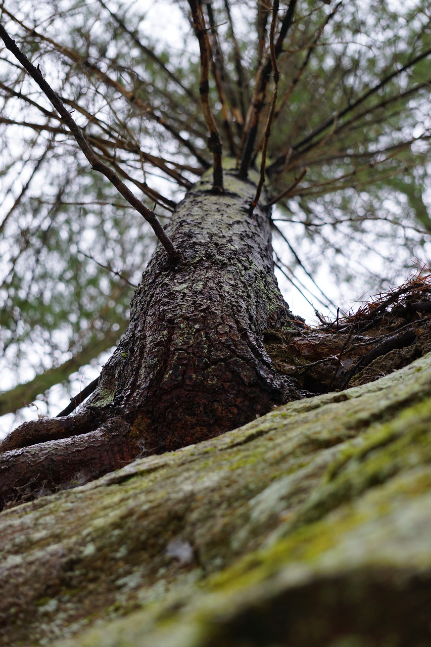 tree cliff pine free photo