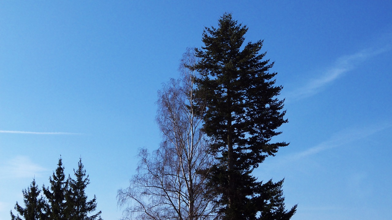 tree sky blue free photo