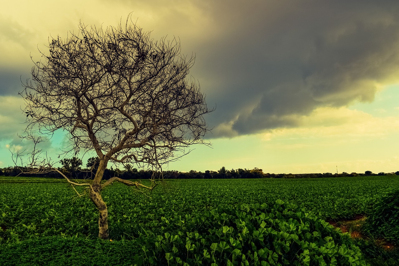 tree meadow landscape free photo